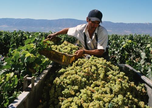 Roberto Dela Cruz on wine labor